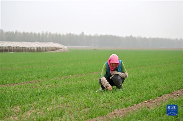 天津：灾后农业生产